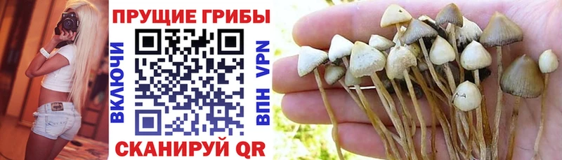 Псилоцибиновые грибы мицелий  Купить  Малоархангельск 
